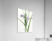 Virginia Spiderwort Tradescantia virginiana 1920 Acrylic Print