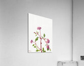 Sand Verbena Abronia umbellata 1936 Acrylic Print