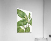 Cucumbertree Magnolia acuminata 1922 Acrylic Print