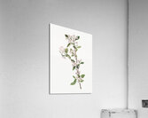 Cucumbertree Magnolia acuminata 1922 Acrylic Print