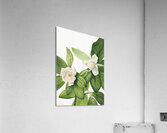 Sweetbay Magnolia virginiana 1927 Acrylic Print