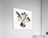 Pansies 1876 Acrylic Print