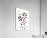 Prairie Pentstemon Pentstemon erianthera 1923 Acrylic Print