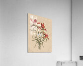 Indian Paintbrush Castilleja rhexifolia 1883 Acrylic Print