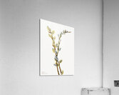 Pussy Willow Salix discolor 1920 Acrylic Print