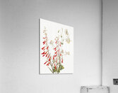 Flower Study 1883–1900 Acrylic Print