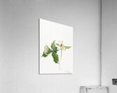 Wake–Robin Trillium grandiflorum 1918 Acrylic Print