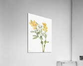 Goldenpea Thermopsis rhombifolia 1923 Acrylic Print
