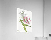 Perennial Phlox Phlox paniculata 1934 Acrylic Print