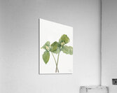Toad Trillium Trillium sessile 1920 Acrylic Print
