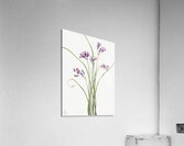 Wild Hyacinth Brodiaea pulchella 1927 Acrylic Print