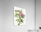 Bourgeau Rose Rosa bourgeauiana 1920 Acrylic Print