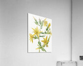 Blazing Star Mentzelia laevicaulis 1930 Acrylic Print