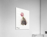 Cucumber cactus 1939 Acrylic Print