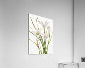 Atamasco Lily Atamosco atamasco 1925 Acrylic Print
