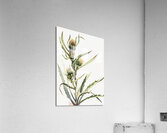 White Thistle Cirsium hookeranum Acrylic Print