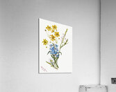 Group of Flowers 1883 Acrylic Print