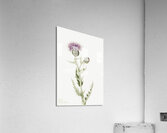 Prairie Thistle Cirsium undulatum 1923 Acrylic Print