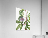 Maypop Passiflora incarnata 1926 Acrylic Print