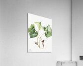 Maypop Passiflora incarnata 1926 Acrylic Print