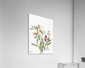 Wild Pea Lathyrus decaphyllus 1938 Acrylic Print