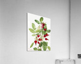 Bourgeau Rose Rosa bourgeauiana 1920 Acrylic Print