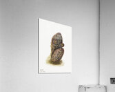 Green Strawberry Cactus Echinocereus viridiflorus 1925 Acrylic Print