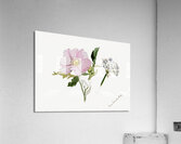 Flower Study 1876–1878 Acrylic Print