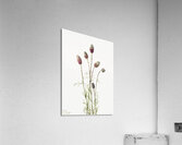 Purple Prairieclover Petalostemon purpureum 1927 Acrylic Print