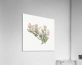 Sand Myrtle Leiophyllum lyoni 1930  Acrylic Print
