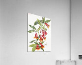 Crossvine Anisostichus capreolatus 1925 Acrylic Print