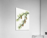 Western Larch Larix occidentalis 1923 Acrylic Print