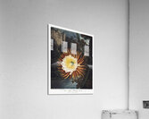 The Night–Blowing Cereus Acrylic Print