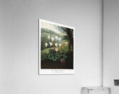 The Persian Cyclamen  Acrylic Print