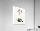 The American Cowslip Acrylic Print