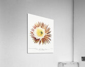 The Night–Blowing Cereus Acrylic Print