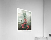 The Narrow–Leaved Kalmia Acrylic Print