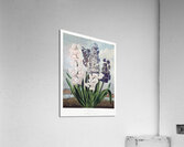 The Narrow–Leaved Kalmia Acrylic Print