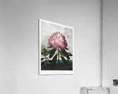 The Pontic Rhododendron Acrylic Print