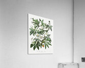 Cupid Inspiring Plants with Love Acrylic Print