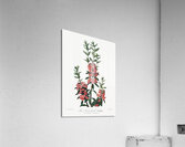 The Narrow–Leaved Kalmia Acrylic Print