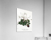 The Narrow–Leaved Kalmia Acrylic Print