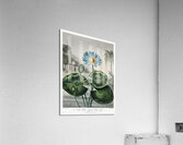 The Blue Egyptian Water-Lily Acrylic Print