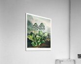 A Group of Auriculas Acrylic Print