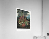 The Maggot–Bearing Stapelia Impression acrylique