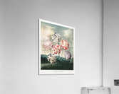 A Group of Carnations Acrylic Print