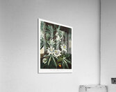 The Passiflora Cerulea Acrylic Print