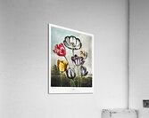 Tulips  Acrylic Print