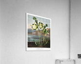 Pitcher Plant  Acrylic Print