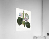 The Quadrangular Passion Flower  Acrylic Print